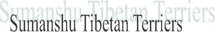 Sumanshu Tibetan Terriers